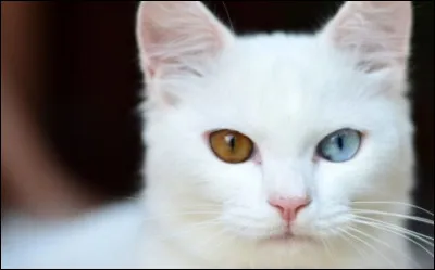 Cur Blanc s'appelait Nuage Blanc avant d'être nommée guerrière :
