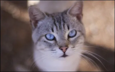 Dans "Rivière Noire", Nuage de Myosotis et Nuage de Lion décident de s'en aller :