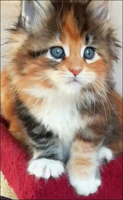 Lors de la grande bataille, c'est Ombre d'Érable qui tue Petite Feuille :