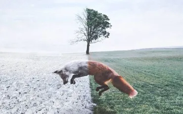 Quiz Renards