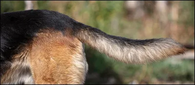 Que préfères-tu avoir ?