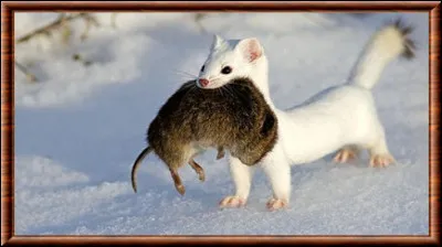 Votre clan manque de nourriture, que faites-vous ?