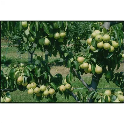 À qui doit-on l'opérette "les Cloches de Corneville" ?