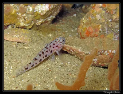 De quelle espèce s'agit-il ?