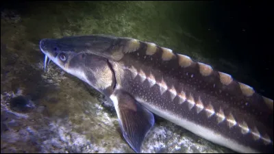 De quelle espèce s'agit-il ?