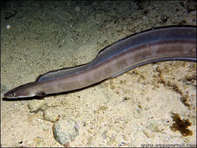 De quelle espèce s'agit-il ?