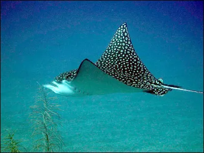 De quelle espèce s'agit-il ?