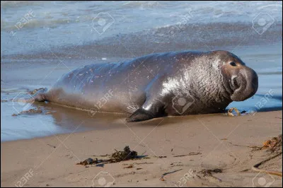 De quelle espèce s'agit-il ?