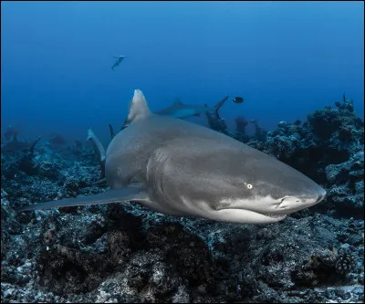De quelle espèce s'agit-il ?