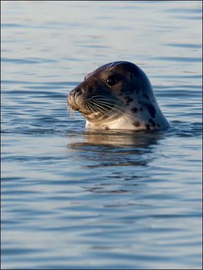 De quelle espèce s'agit-il ?