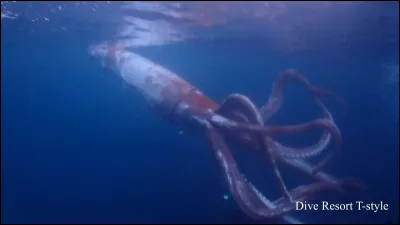 De quelle espèce s'agit-il ?