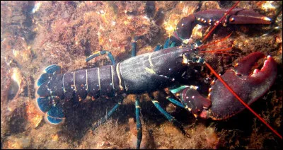 De quelle espèce s'agit-il ?