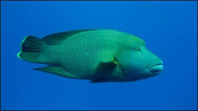 De quelle espèce s'agit-il ?