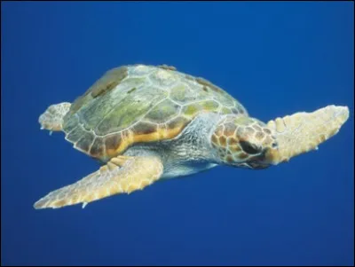 De quelle espèce s'agit-il ?