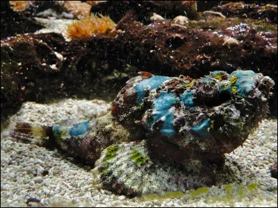 De quelle espèce s'agit-il ?