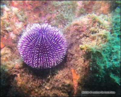 De quelle espèce s'agit-il ?