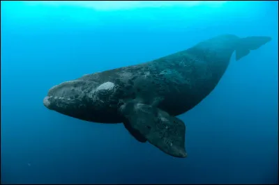 De quelle espèce s'agit-il ?