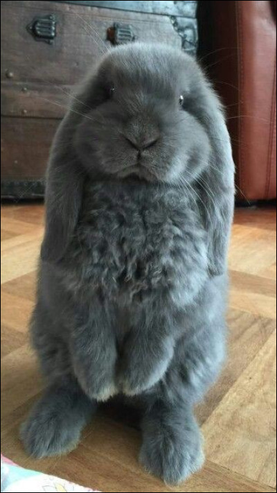 Quel est ton animal totem ?