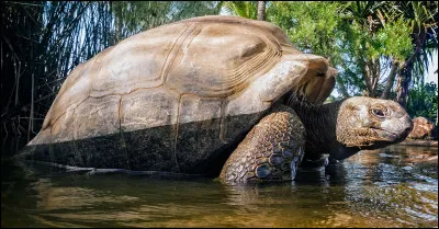 Animaux : Où vit la plus grosse tortue terrestre du monde ?