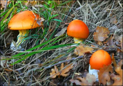 Botanique : Quel champignon comestible est aussi appelé oronge vraie ?