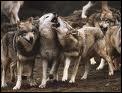 Comment appelle-t-on une bande de loups ?