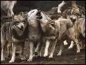 Comment appelle-t-on une bande de loups ?