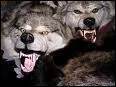 Qui a chant 'Les loups sont entrs dans Paris' ?
