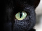 Test Quelle serait la couleur de tes yeux si tu tais un chat ?