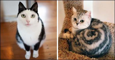 Quelle est la couleur de ton pelage ? (3)
(Si tu ne sais pas, tu peux taider du test que jai réalisé.)