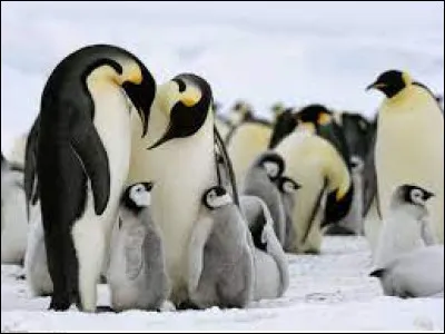 Quel est le nom de cet oiseau endémique de l'Antarctique ?