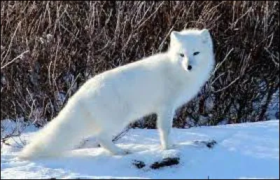 Comment s'appelle ce canidé au pelage blanc ?