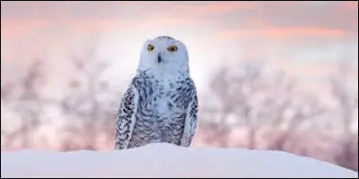 Quel nom porte ce rapace au pelage tacheté ?