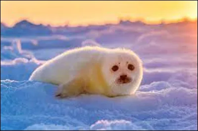 Quel est le nom de cet adorable animal ?