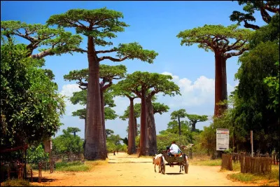 Dans quel océan est située l'île de Madagascar ?