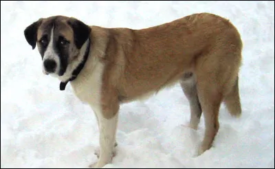 Ce chien est un molosse originaire de la péninsule Ibérique. Quel est son nom ?