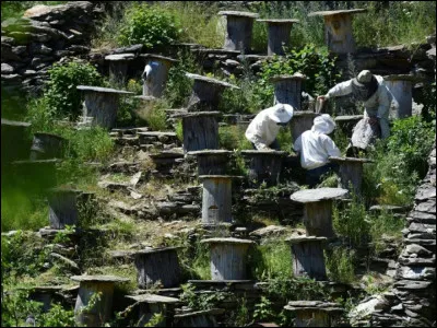 Que voyez-vous sur cette photo ?