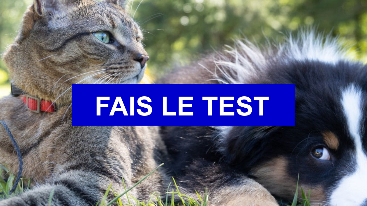 Test de personnalité Chat ou chien