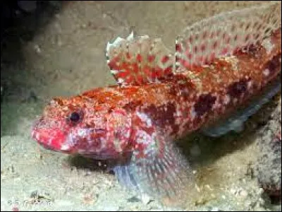 De quelle espèce s'agit-il ?