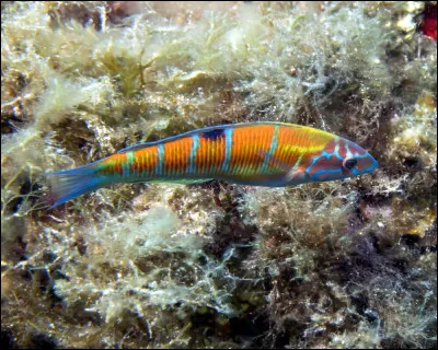 De quelle espèce s'agit-il ?