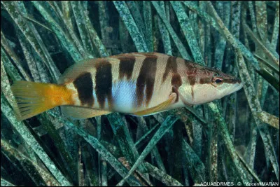 De quelle espèce s'agit-il ?