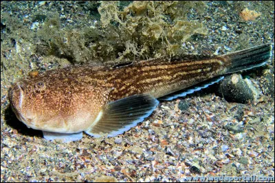 De quelle espèce s'agit-il ?