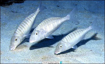 De quelle espèce s'agit-il ?