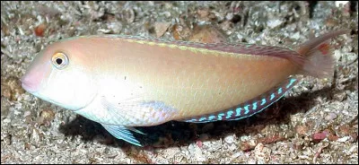 De quelle espèce s'agit-il ?