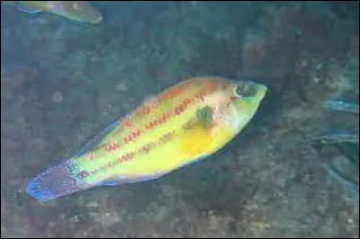 De quelle espèce s'agit-il ?