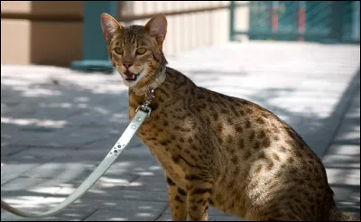 En rentrant chez vous, vous apercevez ce chat.
De quelle race est-il ?