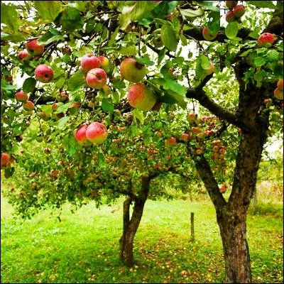 Quel arbre fruitier, qui doit son nom scientifique à son origine supposée arménienne, possède des variétés précoce de Saumur et rouge du Roussillon ?