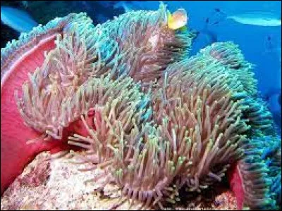 Quelle est cette anémone de mer, cuisinée à Ajaccio en délicats beignets ?