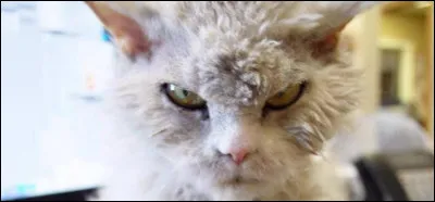 Quel est ton pire défaut ?