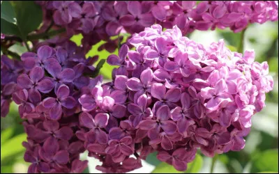 "Je vous parle dun temps, que les moins de vingt ans, ne peuvent pas connaître, Montmartre en ce temps-là, accrochait ses lilas, jusque sous nos fenêtres...". A qui doit-on ces paroles ?