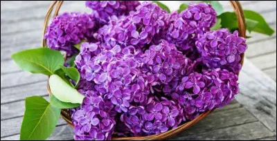 Pour qui Yves Duteil est-il allé cueillir un lilas d'après sa chanson sortie en 1974 ?